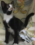 Magnólia