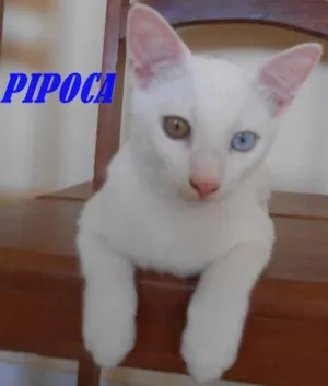 Gato raça  idade 2 a 6 meses nome PIPOCA