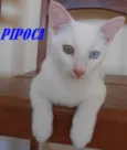 PIPOCA