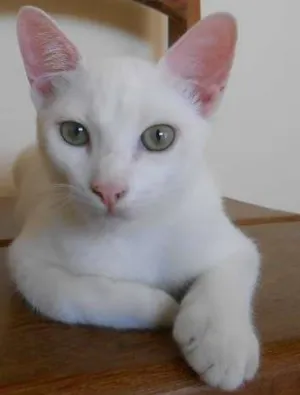 Gato raça  idade 2 a 6 meses nome NEVE