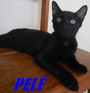 Gato raça  idade 2 a 6 meses nome PELÉ