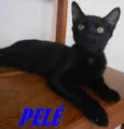 PELÉ
