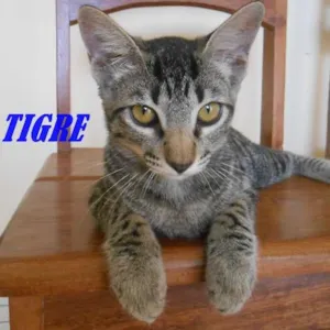 Gato raça  idade  nome TIGRE