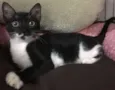Sininho 