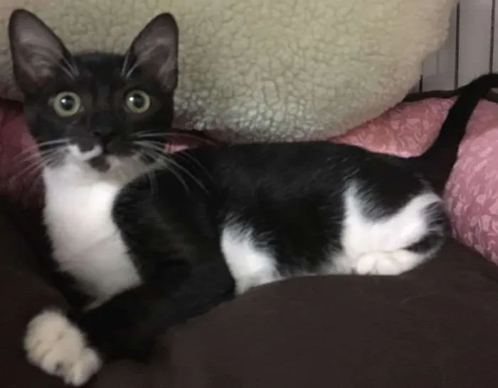 Gato ra a SRD idade 2 a 6 meses nome Sininho 