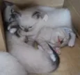 Gatos