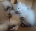 Gatos