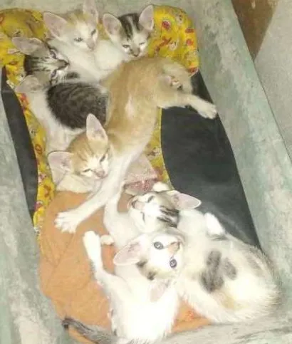Gato raça Viralata idade 2 a 6 meses nome Fofinho