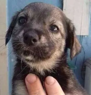 Cachorro raça SRD idade Abaixo de 2 meses nome MARGO