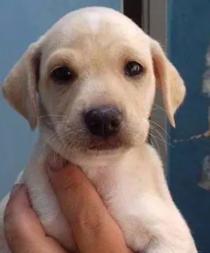 Cachorro raça SRD idade Abaixo de 2 meses nome BARBIE