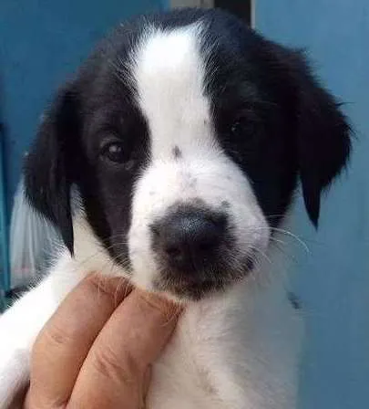 Cachorro ra a SRD idade Abaixo de 2 meses nome PUDIM
