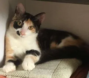 Gato raça SRD idade 7 a 11 meses nome Maria Tereza