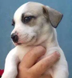 Cachorro raça SRD idade Abaixo de 2 meses nome SAMUCA