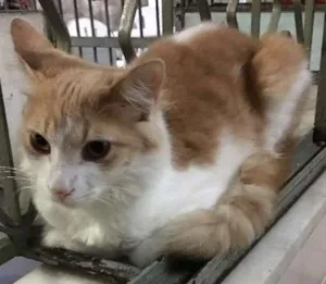 Gato raça SRD idade 7 a 11 meses nome Joaquim 