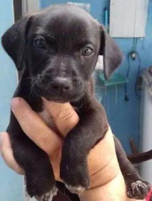 Cachorro raça srd idade  nome Filo