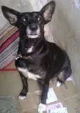 Preta