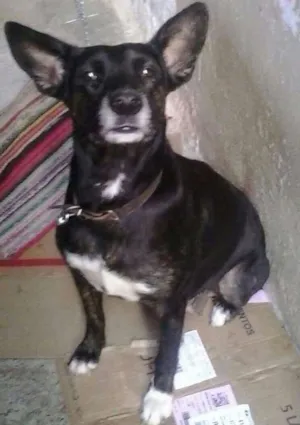 Cachorro raça Vira-lata idade 4 anos nome Preta
