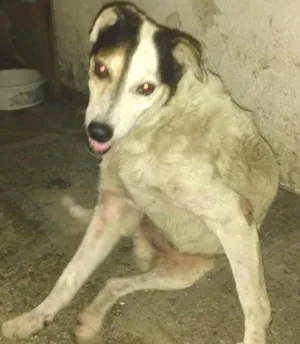Cachorro raça SRD idade 6 ou mais anos nome Babu