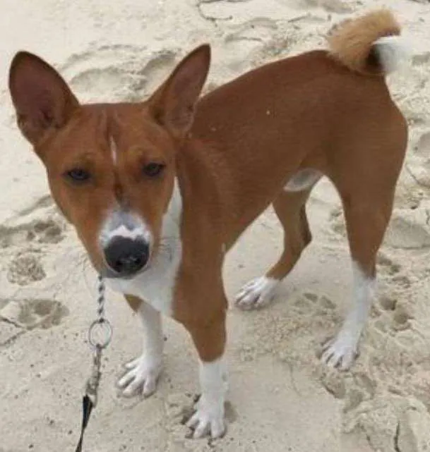 Cachorro ra a Basenji idade 1 ano nome Hórus (Basenji)