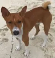 Hórus (Basenji)