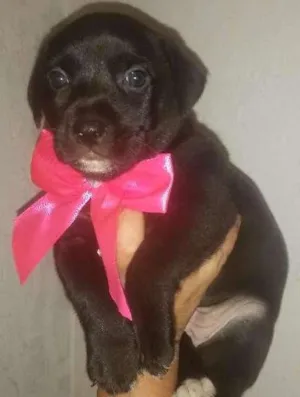 Cachorro raça Srd idade Abaixo de 2 meses nome Julie