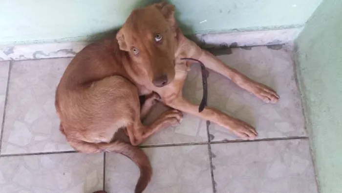 Cachorro ra a Pitbull/vira lata idade 2 a 6 meses nome Júpiter 