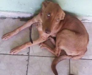 Cachorro raça Pitbull/vira lata idade 2 a 6 meses nome Júpiter 