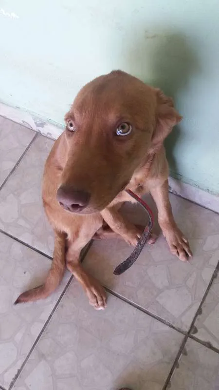 Cachorro ra a Pitbull/vira lata idade 2 a 6 meses nome Júpiter 