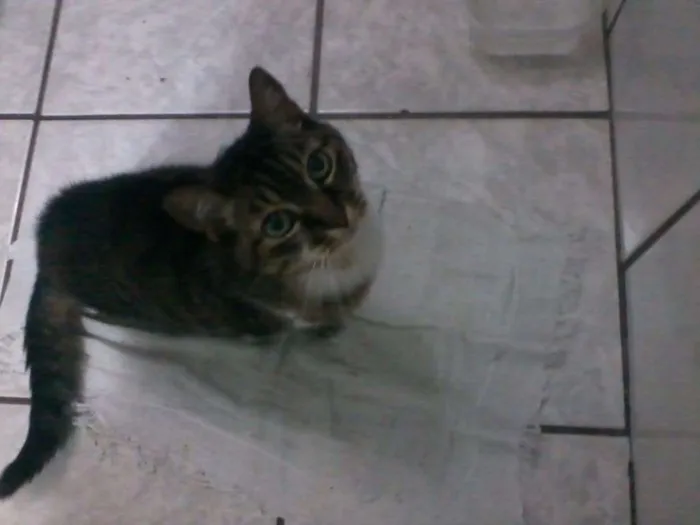 Gato ra a  idade 6 ou mais anos nome Princesa