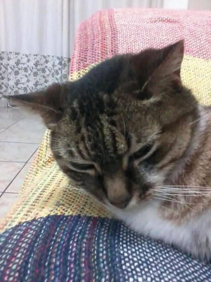 Gato ra a  idade 6 ou mais anos nome Princesa