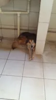 Dido