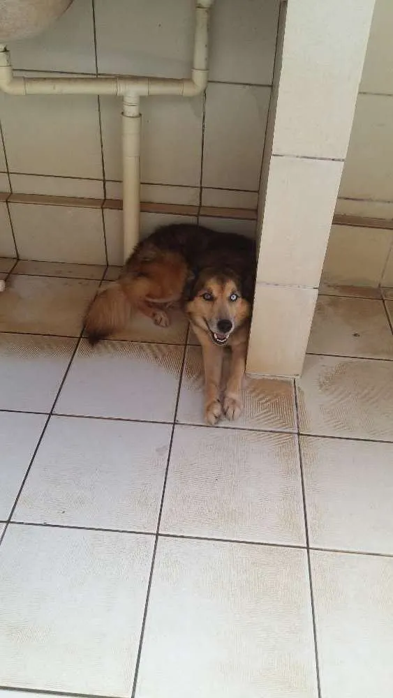 Cachorro raça Rusk idade 5 anos nome Dido