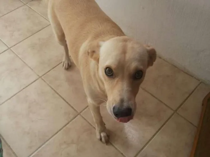 Cachorro ra a Viralata idade 3 anos nome Zeus