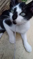 Gatinho
