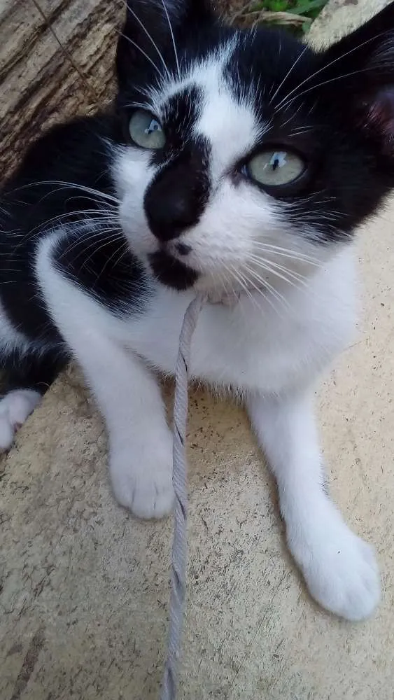 Gato raça Filhote de Siamês  idade 2 a 6 meses nome Gatinho