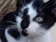 Gatinho