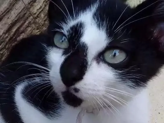 Gato raça Filhote de Siamês  idade 2 a 6 meses nome Gatinho