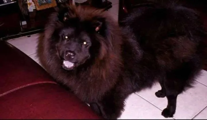 Cachorro ra a chow chow idade 6 ou mais anos nome nina