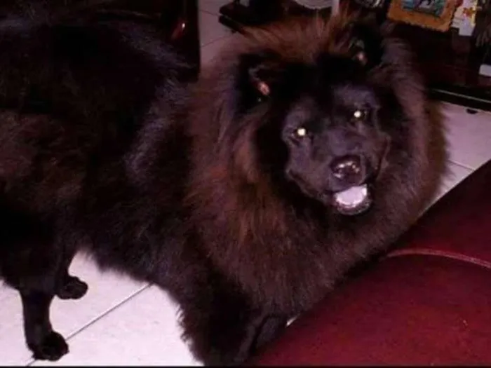 Cachorro ra a chow chow idade 6 ou mais anos nome nina