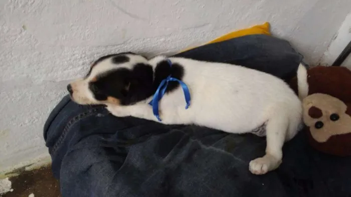 Cachorro raça Pinscher com vira lata idade 2 a 6 meses nome Princesa