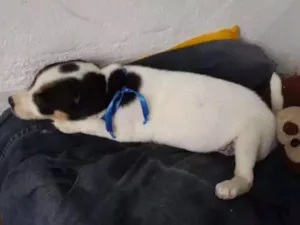 Cachorro raça Pinscher com vira lata idade 2 a 6 meses nome Princesa