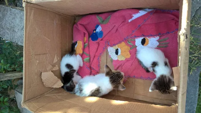 Gato ra a SRD idade Abaixo de 2 meses nome Não possuem