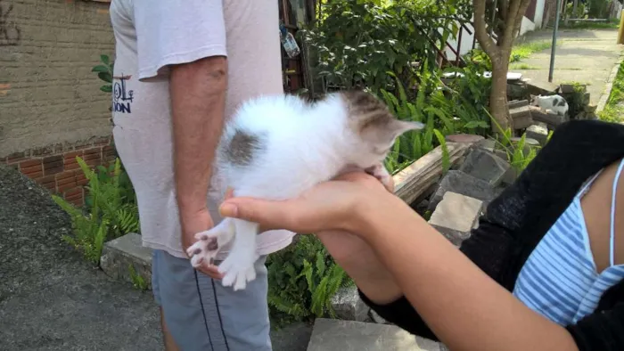 Gato ra a SRD idade Abaixo de 2 meses nome Não possuem