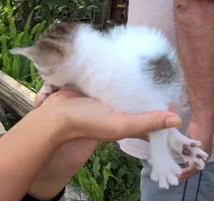 Gato raça SRD idade Abaixo de 2 meses nome Não possuem