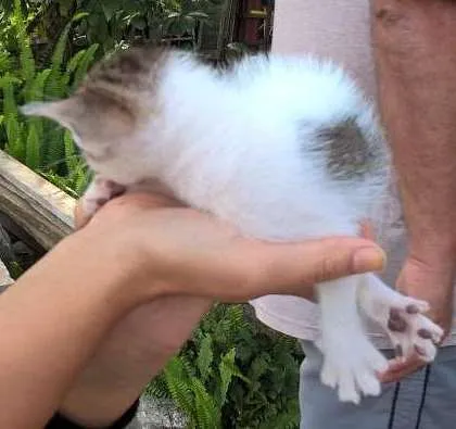 Gato ra a SRD idade Abaixo de 2 meses nome Não possuem