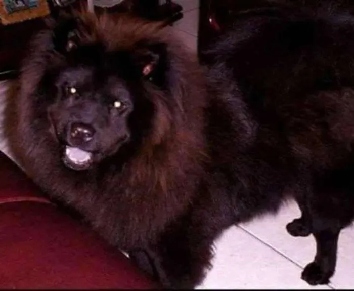 Cachorro ra a chow chow idade 6 ou mais anos nome nina