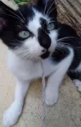 Gatinho