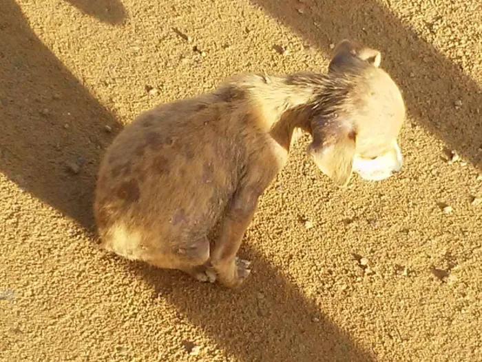 Cachorro raça vira lata idade Abaixo de 2 meses nome peladeira
