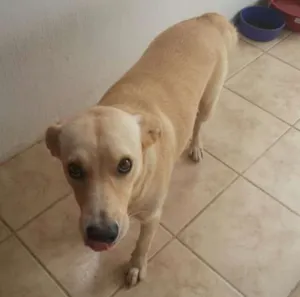 Cachorro raça Viralata idade 3 anos nome Zeus