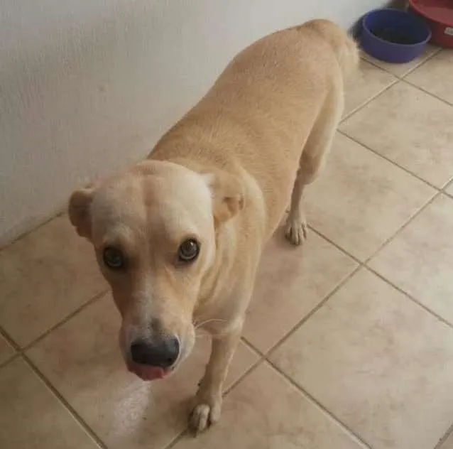 Cachorro ra a Viralata idade 3 anos nome Zeus